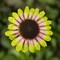 Prarie Blaze Vintage Lime- Coneflower Plant - Echinacea - 3" Pot